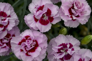 Dianthus 'Kiss and Tell' 